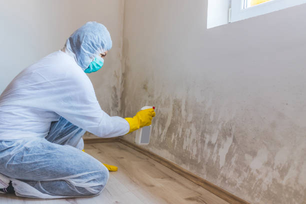 Mold Remediation specialist working in Woodsboro